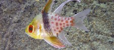 Pajama Cardinalfish